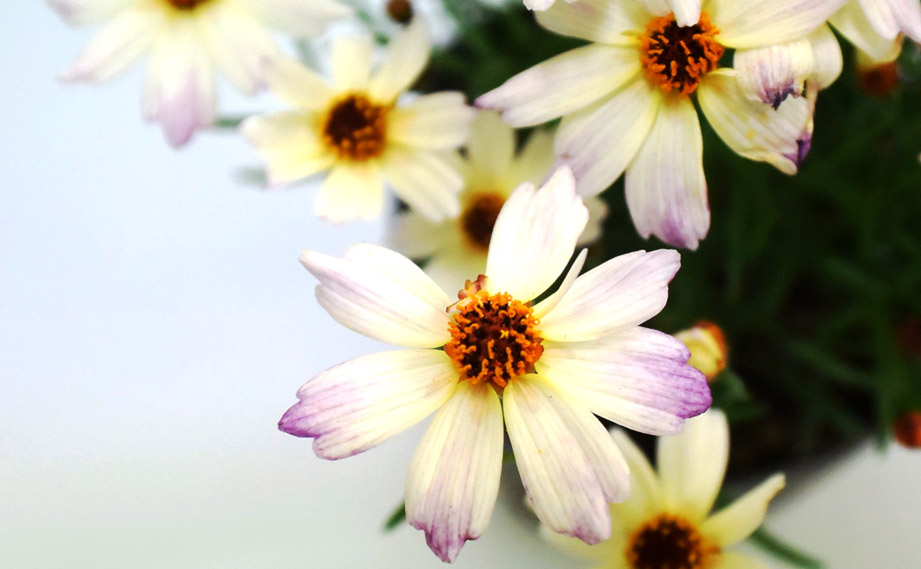 コレオプシス　カラーチェンジセレクション<