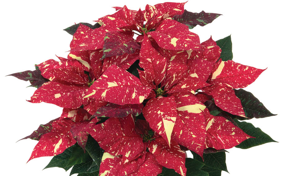 ポインセチア　プリメーロファミリー<