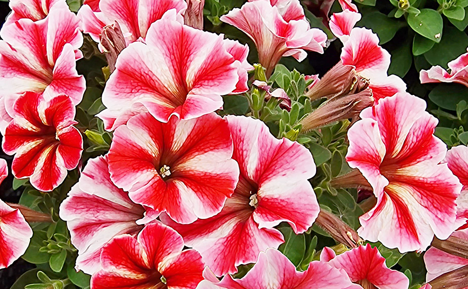 ペチュニア　クレイジーチュニア<