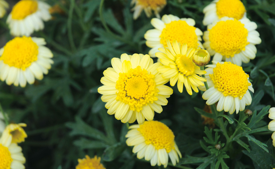 マーガレット　モリンバ<