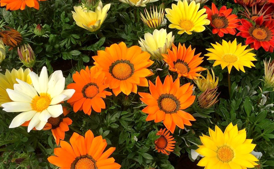 ガザニア　エノルマ シリーズ<