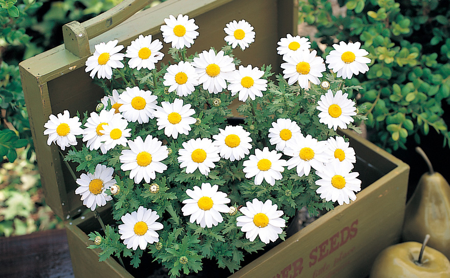 クリサンセマム パルドーサム　スノーランド<