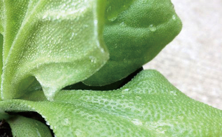 アイスプラント<