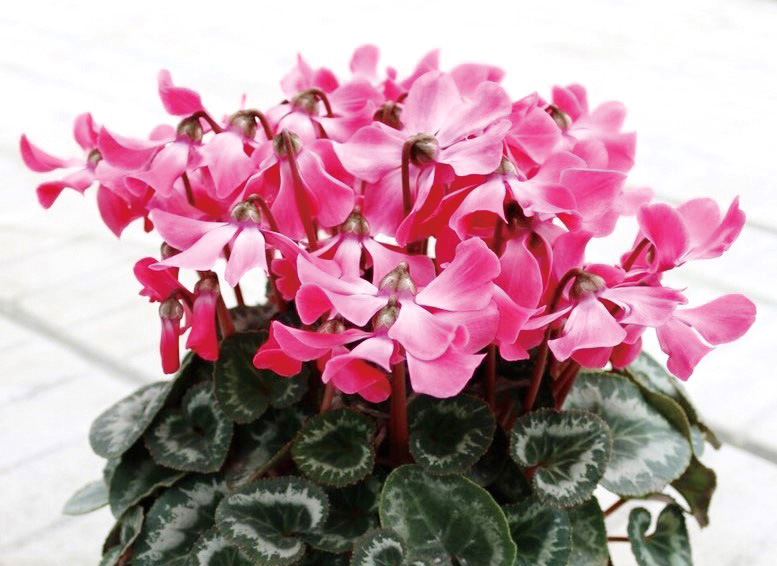 シクラメン　リトルマタドール シリーズ<