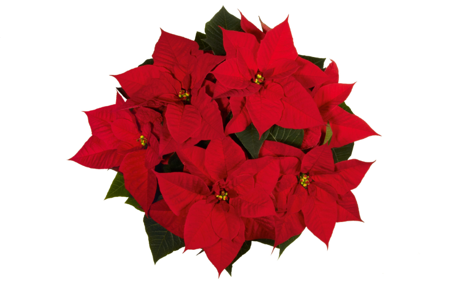 ポインセチア　クリスマス ビューティー<