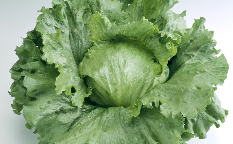 レタス　ウィザード<