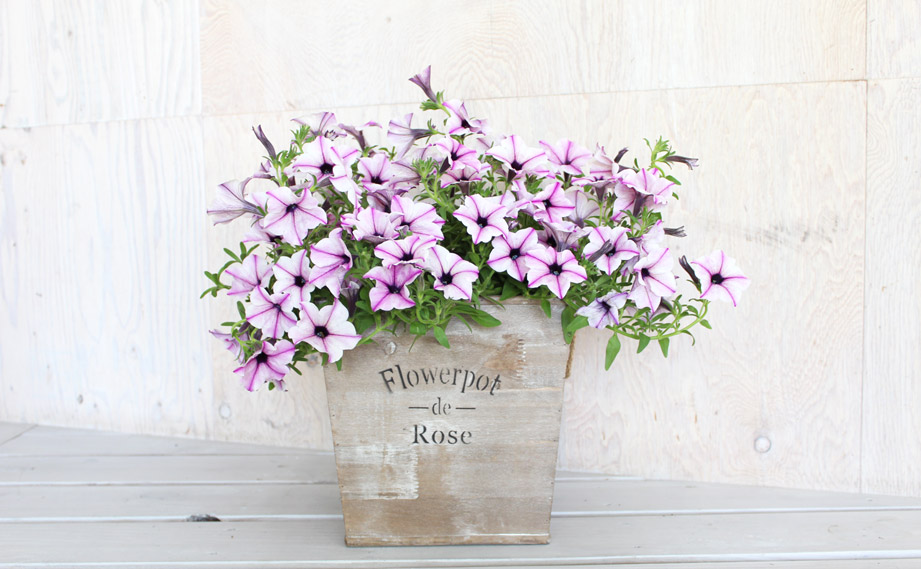 ペチュニア　５つ星コレクション<