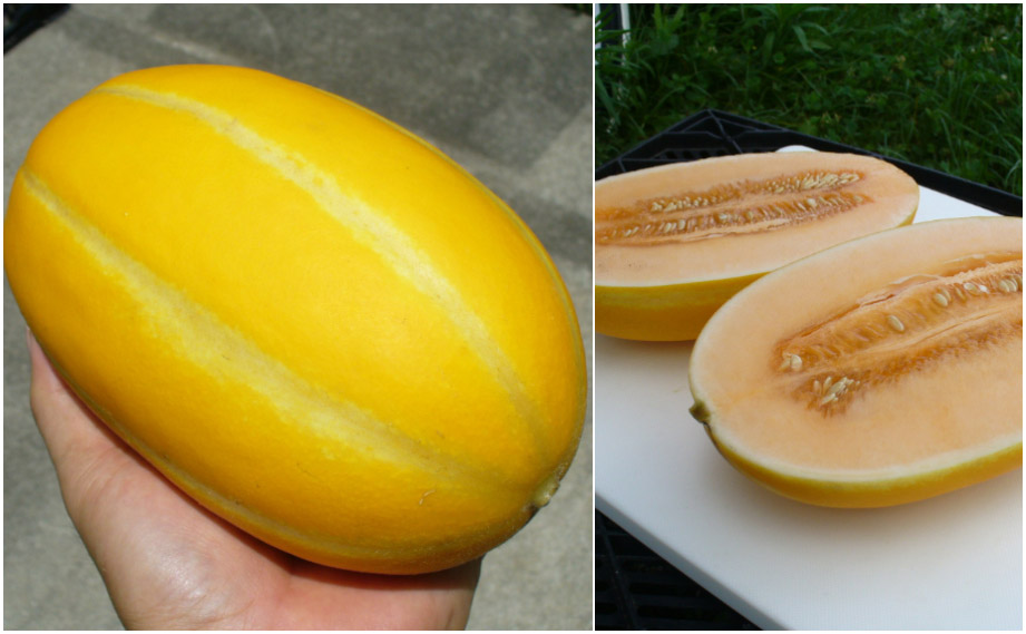 メロン　ヨーグルキッス<