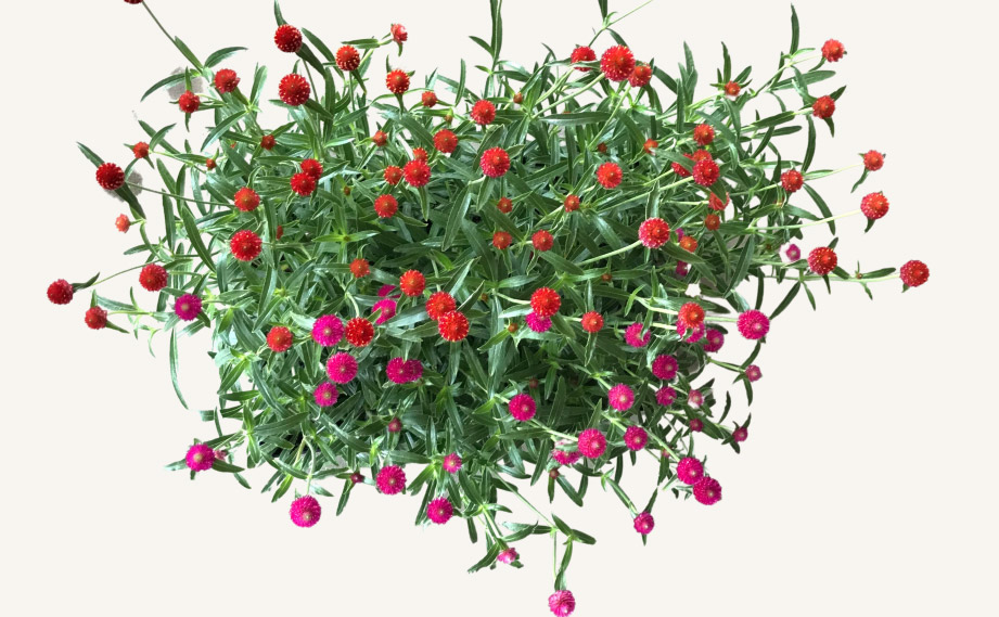 センニチコウ ハーゲアナ　ストロベリーフィールド・ラズベリーフィールド<