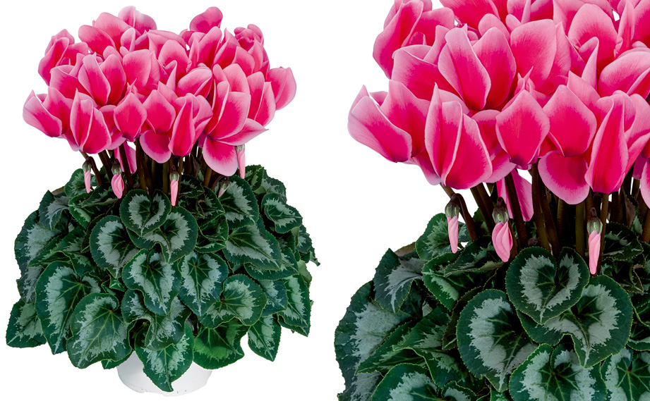 シクラメン F1　ハリオス<