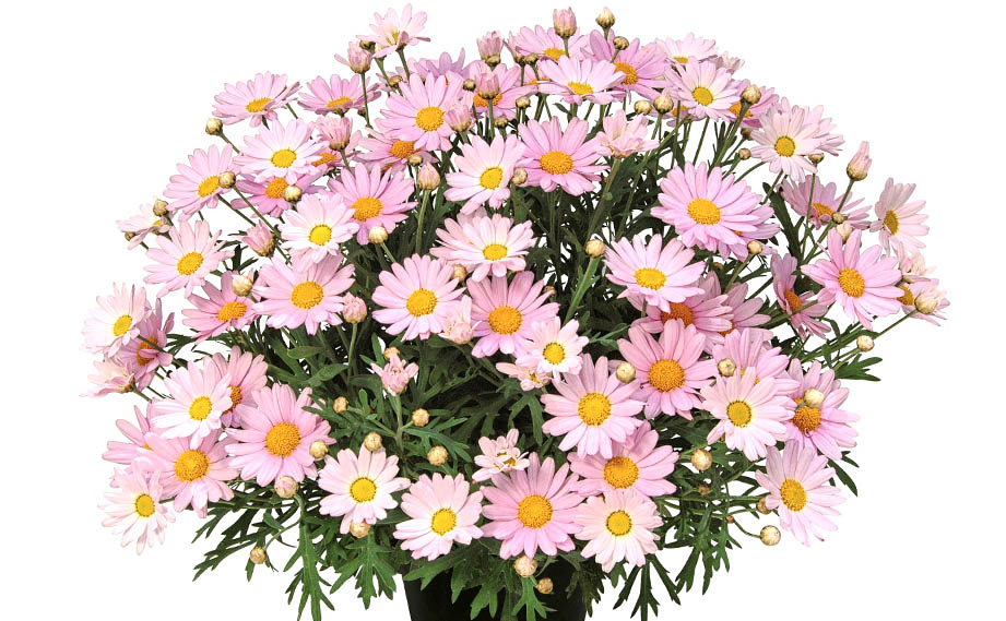 マーガレット　ローリー(PW)