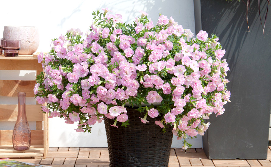 ペチュニア　スウィートサンシャイン<