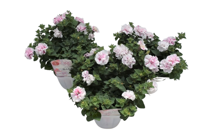 ペチュニア 万葉の美　桜ふたえ<