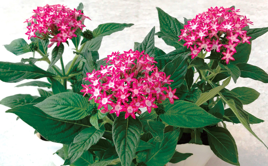 ペンタス F1　ギャラクシー シリーズ<