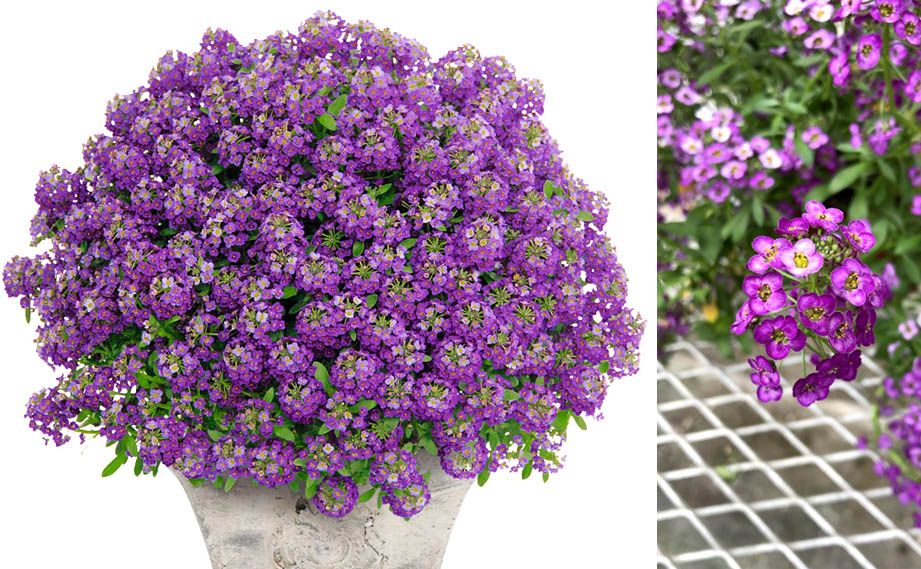 スーパーアリッサム　パープルプリンセス