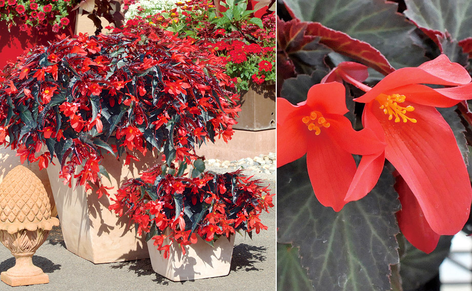 ベゴニア　サマーウィング<