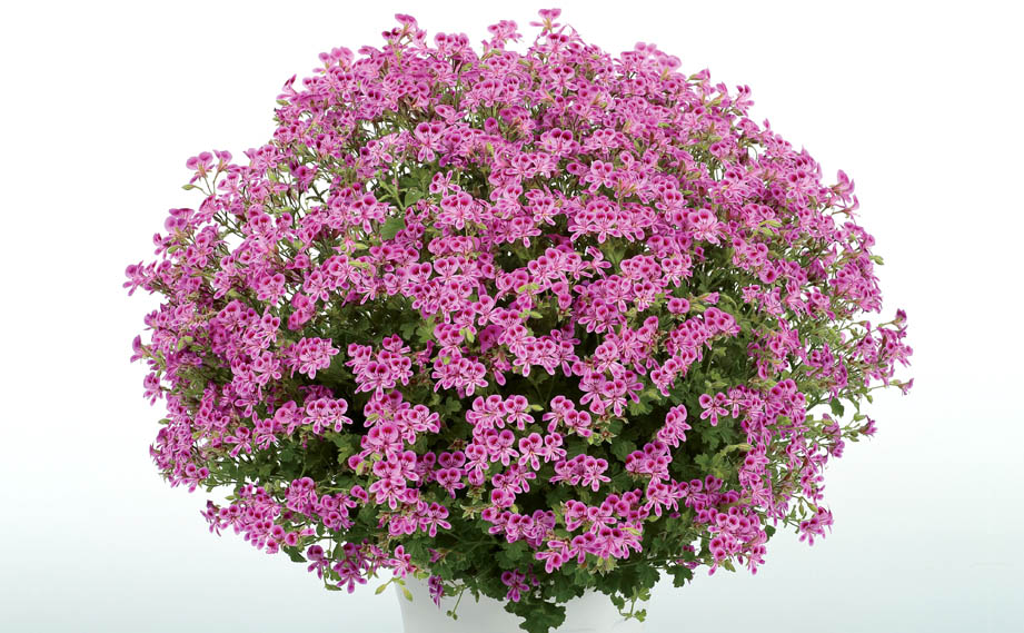 ペラルゴニウム　グランパッソ シリーズ<