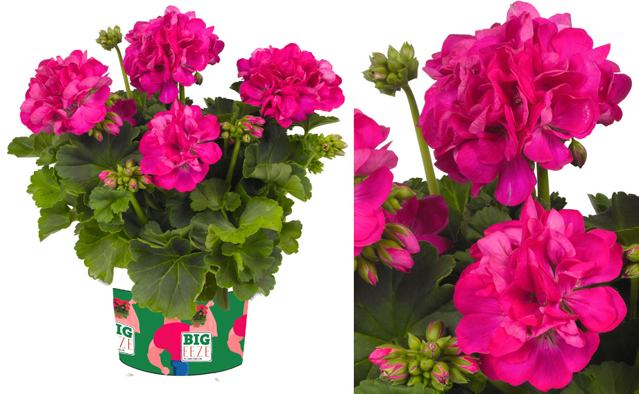 ゼラニウム　ビッグイーズ<