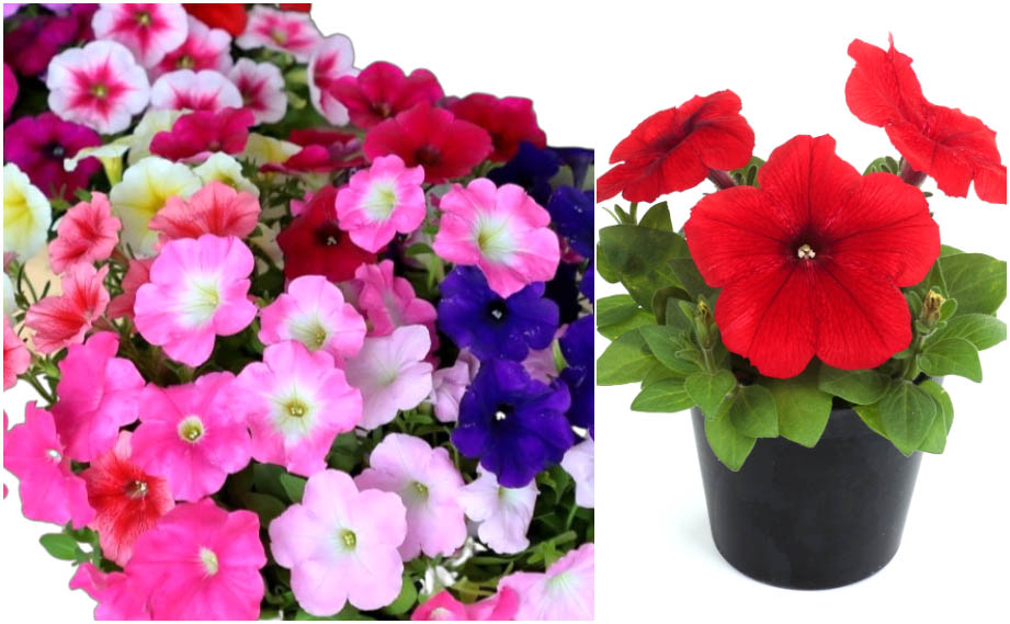 ペチュニア　エコチュニア シリーズ<