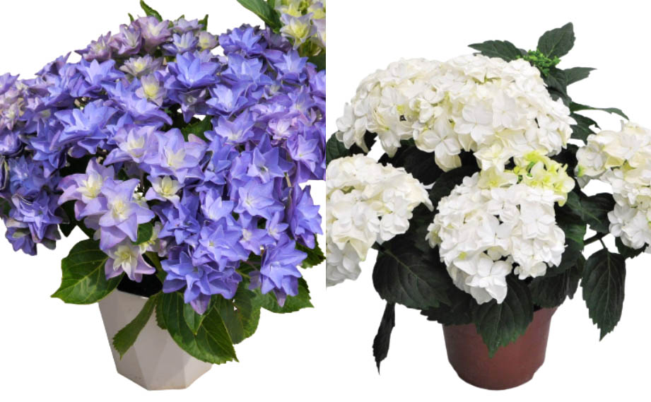 ハイドランジア　ダブルダッチ<