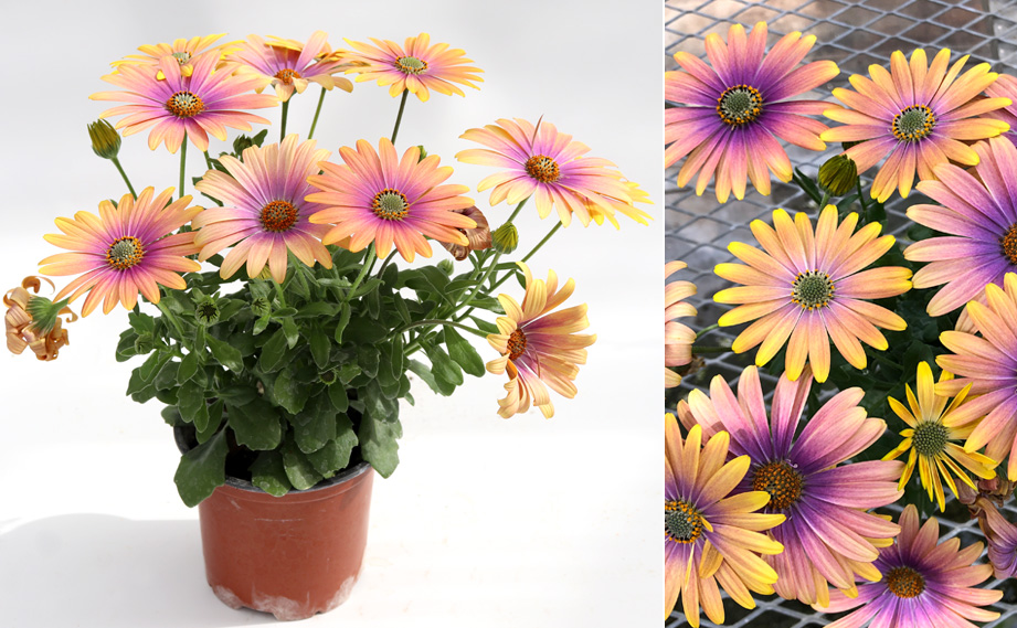 オステオスペルマム　パッションモンスター<