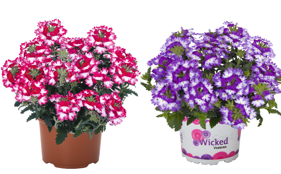 バーベナ　ウィキッド<