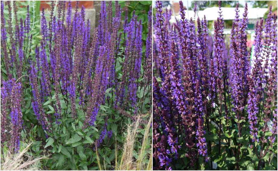 サルビア　カラドンナ<