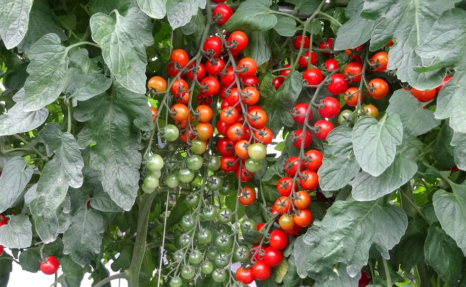 ミニトマト　TY千果<