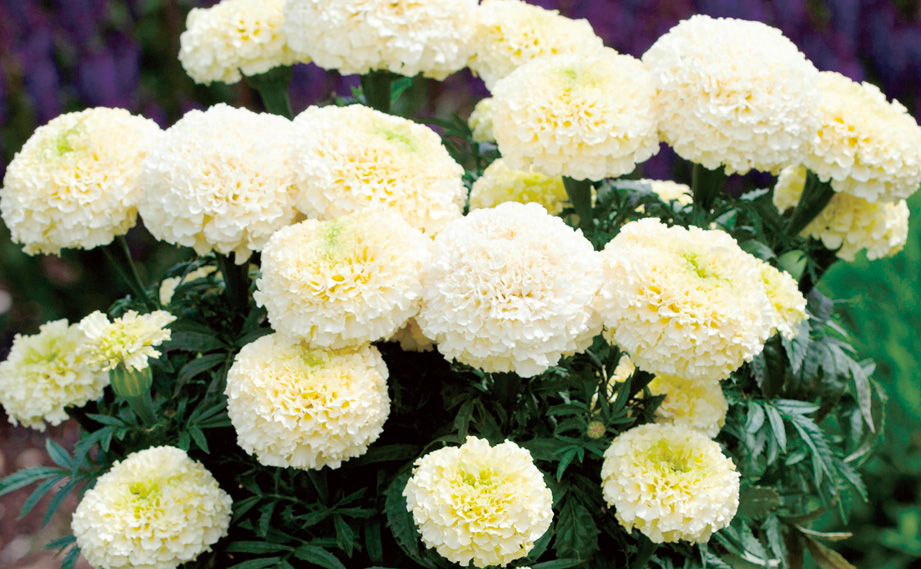 マリーゴールド アフリカン　ホワイトゴールド マックス<