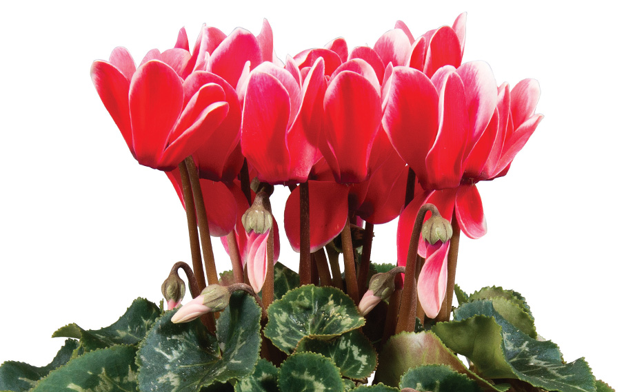 シクラメン F1　スーパーアルーレ シリーズ<