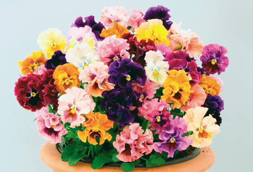 パンジー F1　バレリーナ<