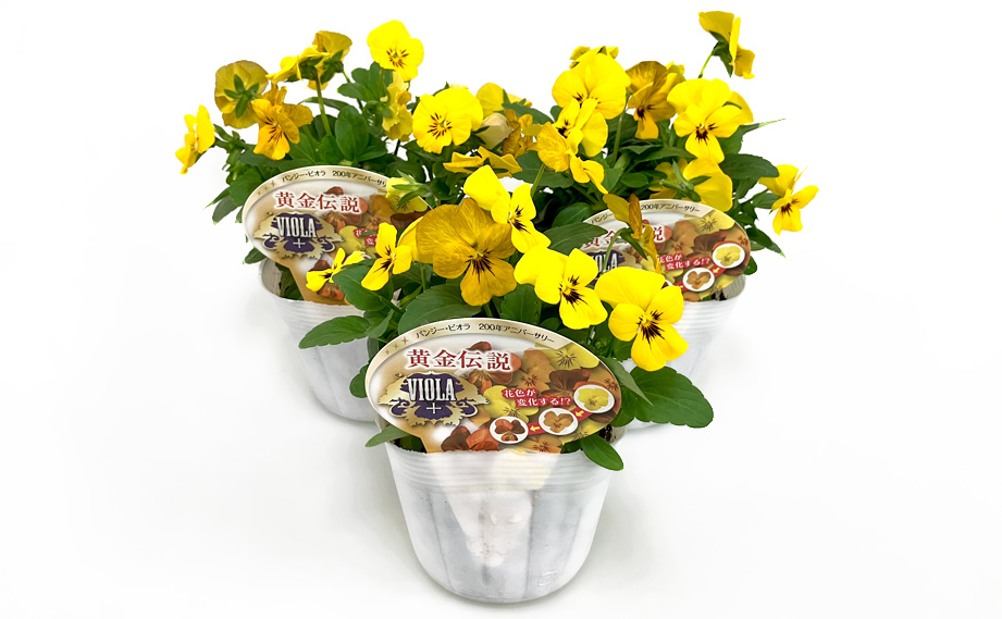 ビオラ　黄金伝説<