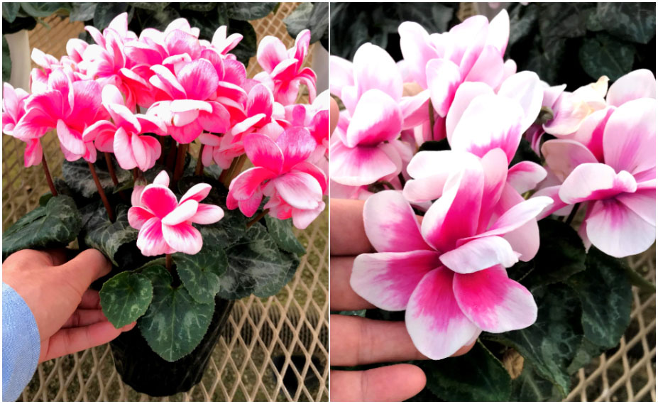 シクラメン　グランディエレガンス メガダブル<