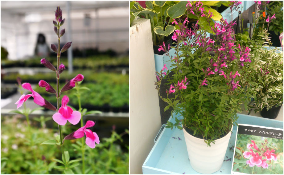 サルビア　アイシングシュガー<