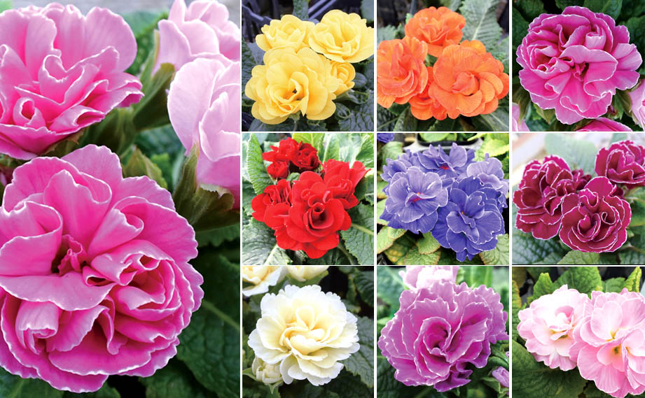 プリムラ　プリムネーション シリーズ