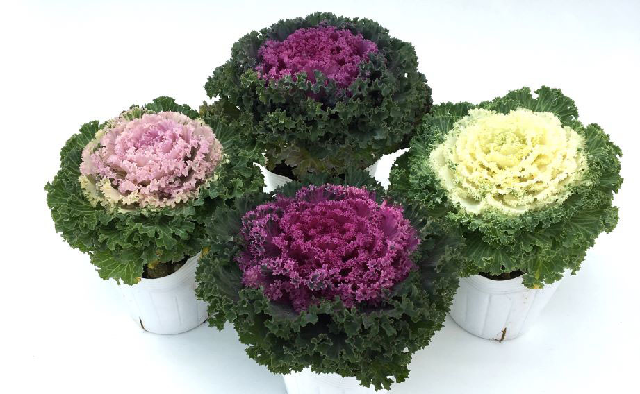 ハボタン　ドレス シリーズ<