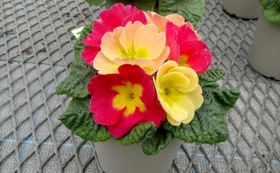 プリムラ　あーとからー