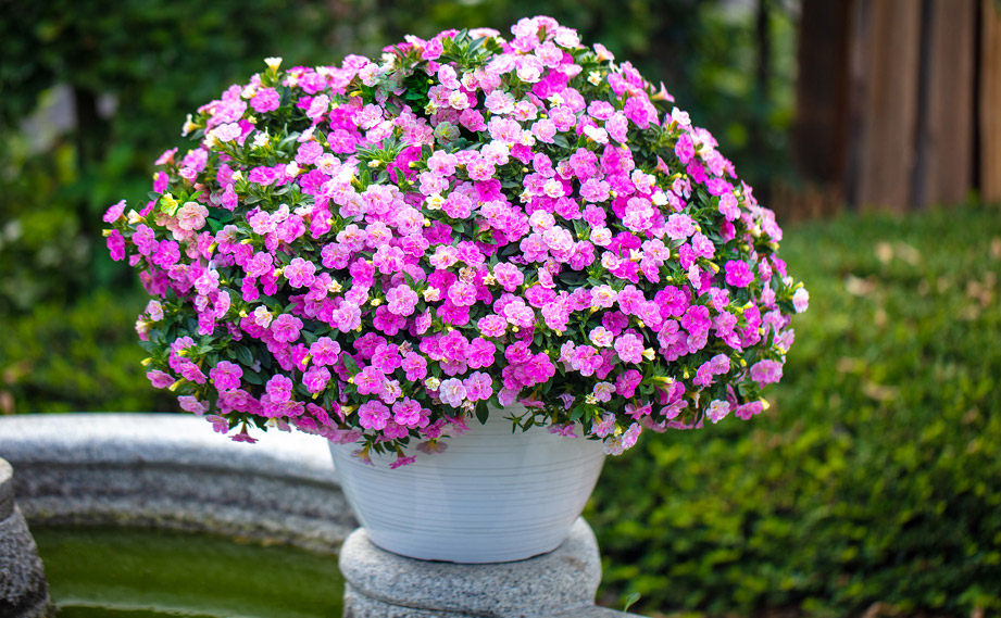 カリブラコア　カメレオン<