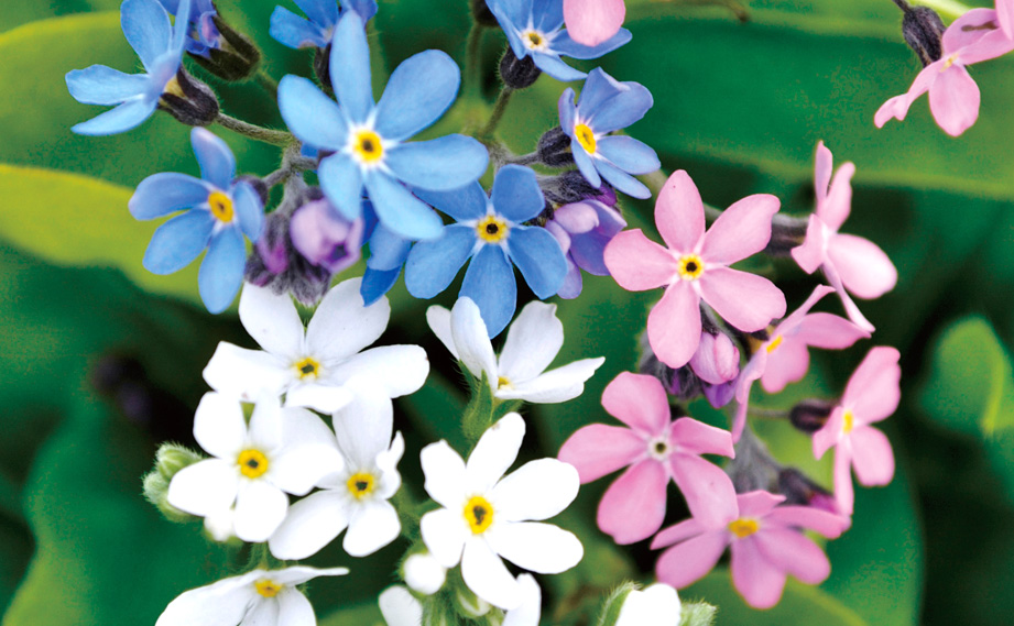 ミオソティス　モナミ シリーズ<