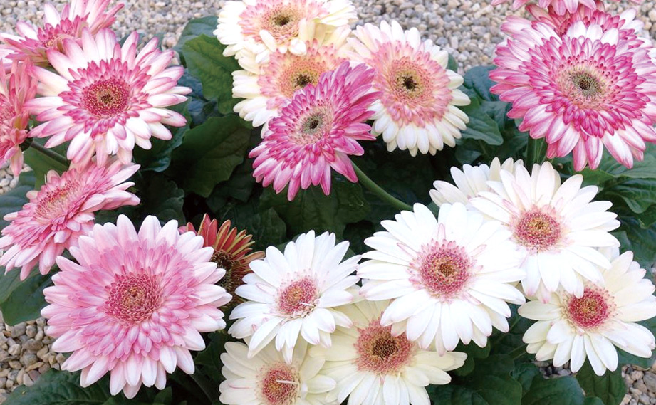 ガーベラ　サンデーズミディ ベリーズ&クリーム<