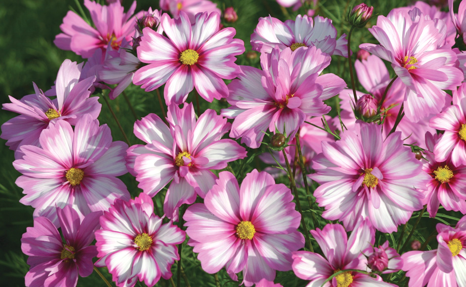 コスモス　カプリオーラ<