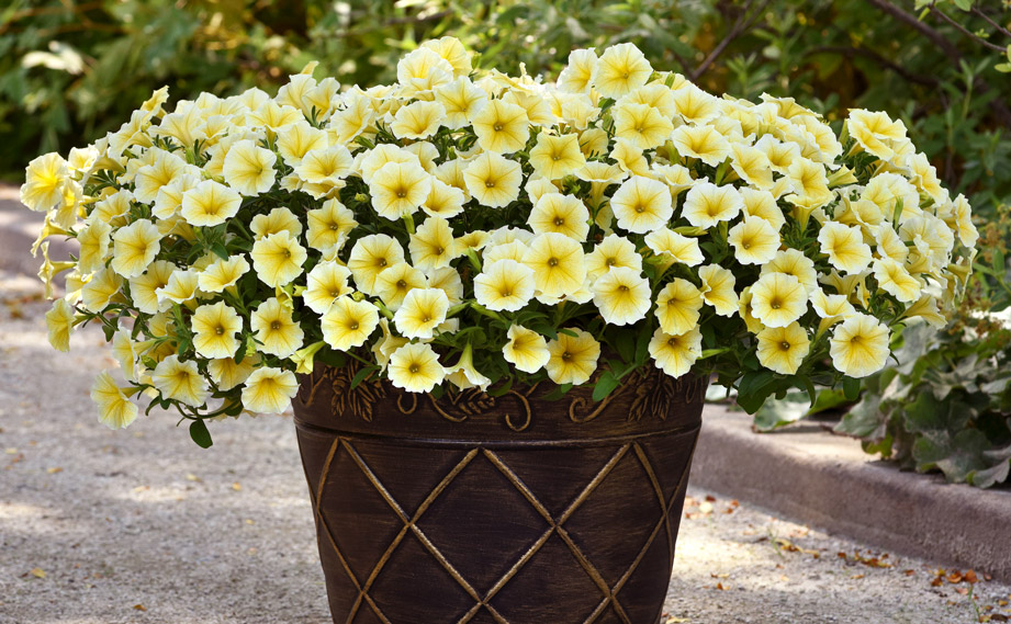 ペチュニア　ビーズニーズ<