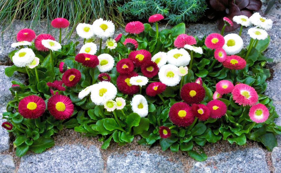 デージー　スピードスタープラス シリーズ<