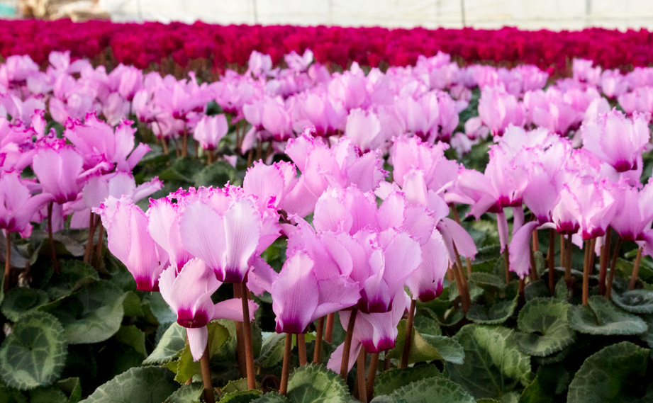 シクラメン　アロマティーナ<