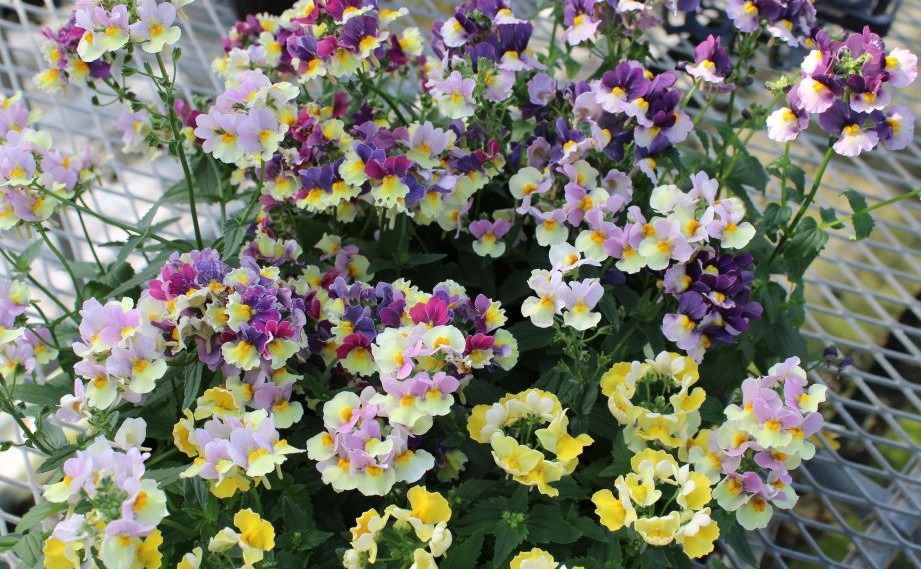 ネメシア　ミライネメシア<