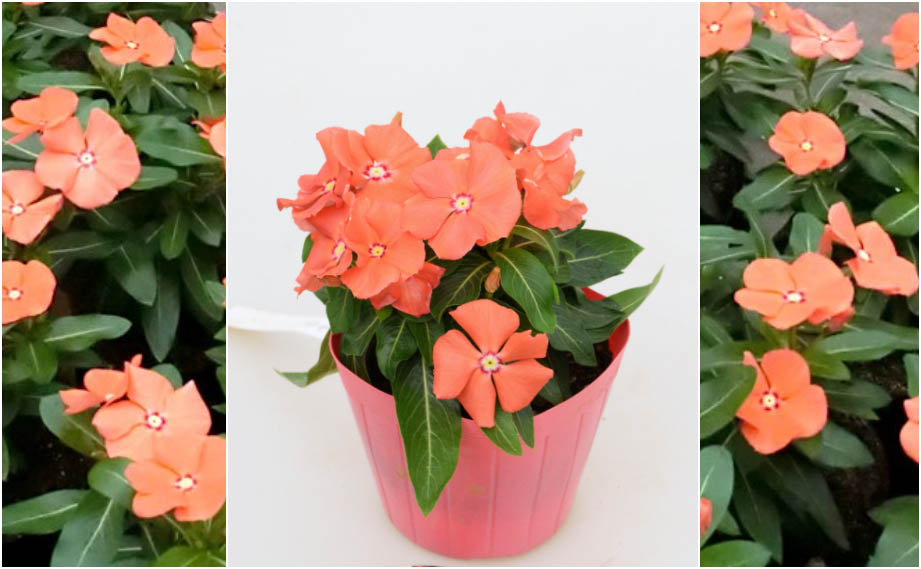 ビンカ　夏みかん<