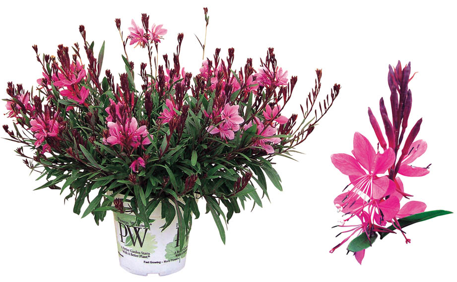 ガウラ　リリポップピンク<