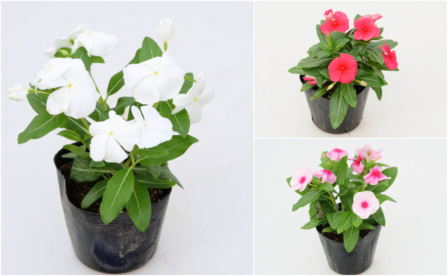 ビンカ F1　タイタニウム<