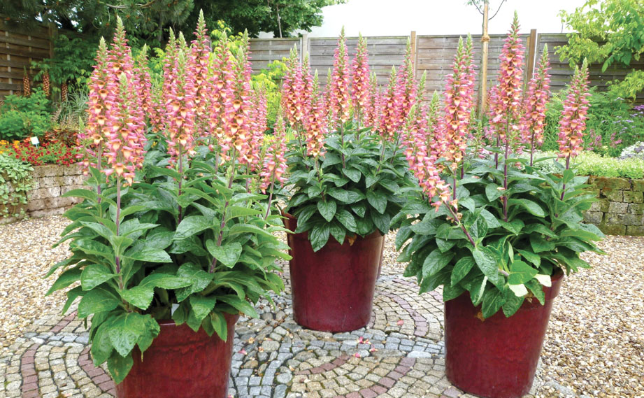 ジギタリス　イルミネーション シリーズ<