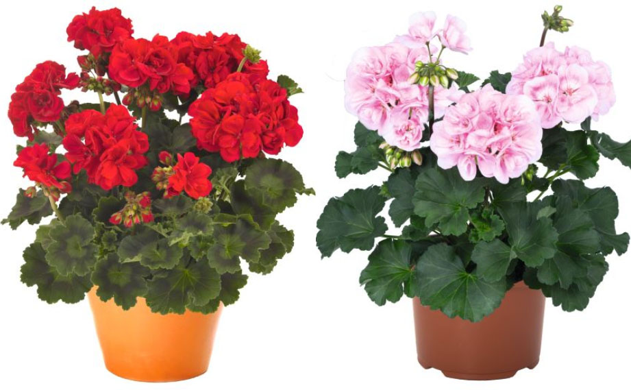 ゼラニウム　サバンナ シリーズ<